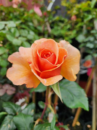 Rose 'Just Joey' 2ft Standard - Ladybird Nursery