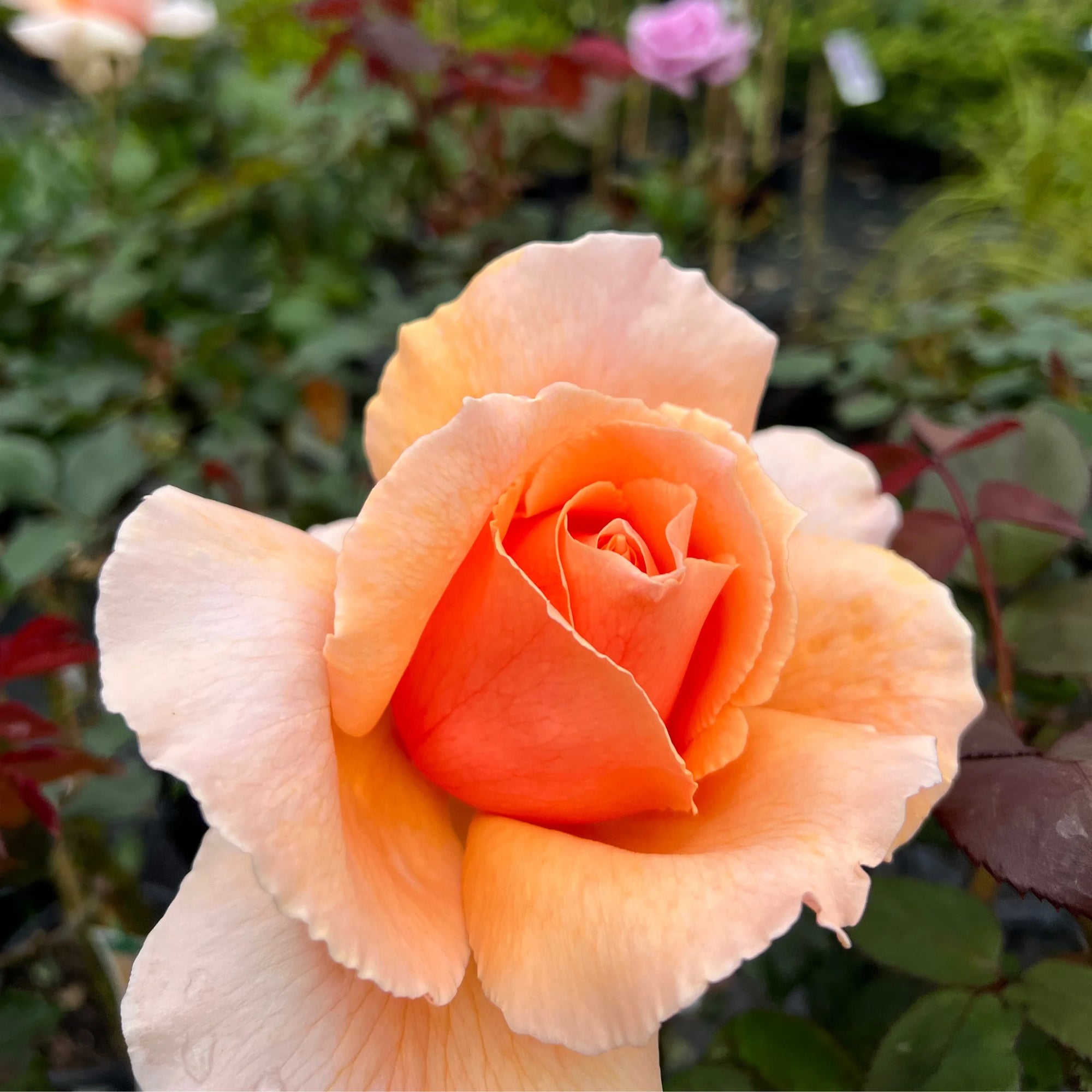 Rose 'Just Joey' 2ft Standard - Ladybird Nursery