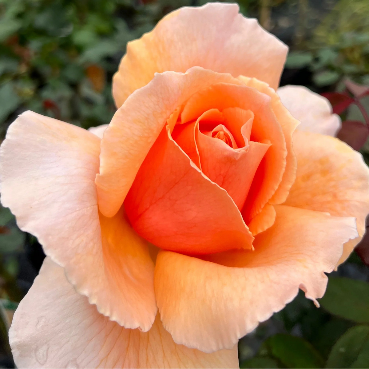 Rose Just Joey 3 ft Standards - Ladybird Nursery