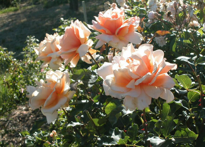 Rose Just Joey 3 ft Standards - Ladybird Nursery