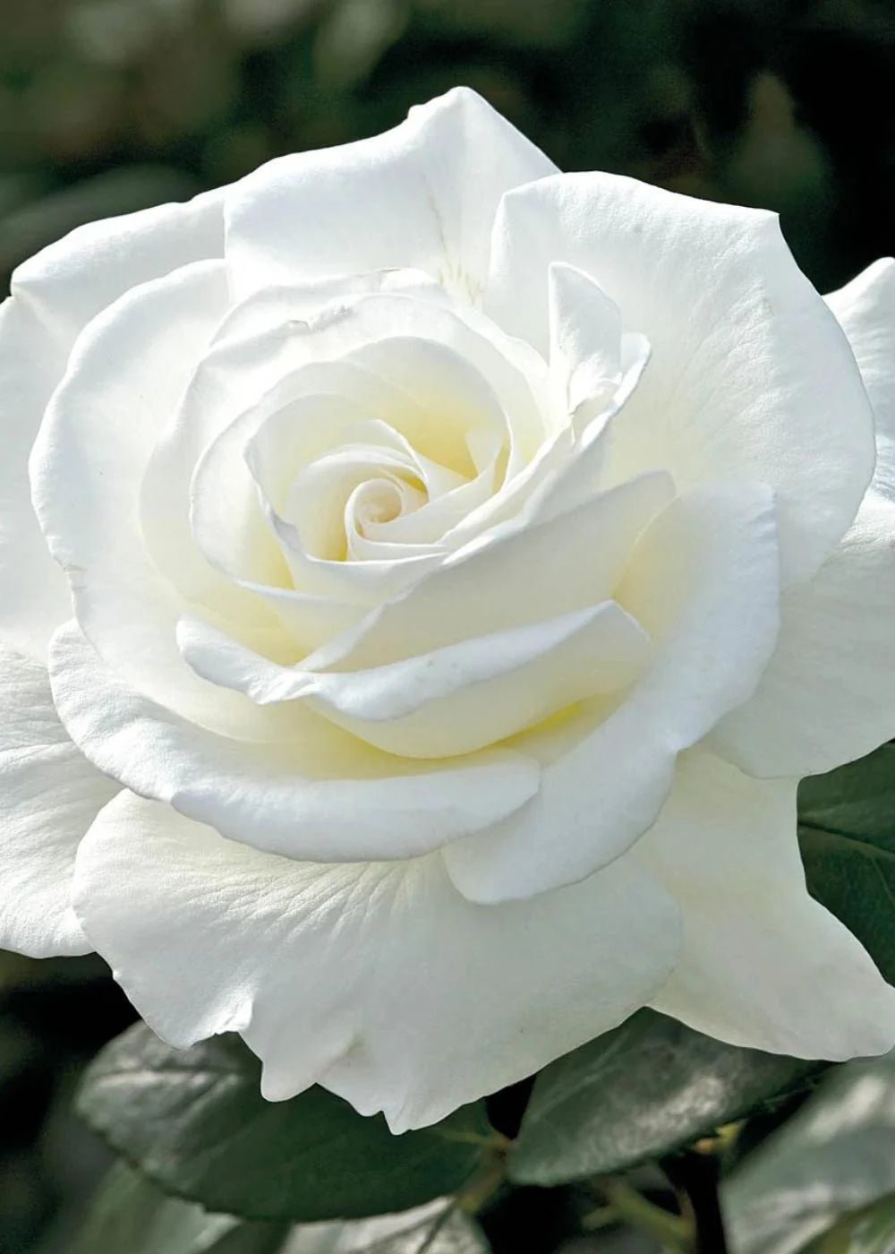 Rose John F Kennedy (Rosa) - Ladybird Nursery