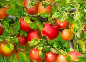 Super Dwarf Apple 'Johnathan'