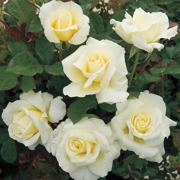 Rose John F Kennedy (Rosa) - Ladybird Nursery