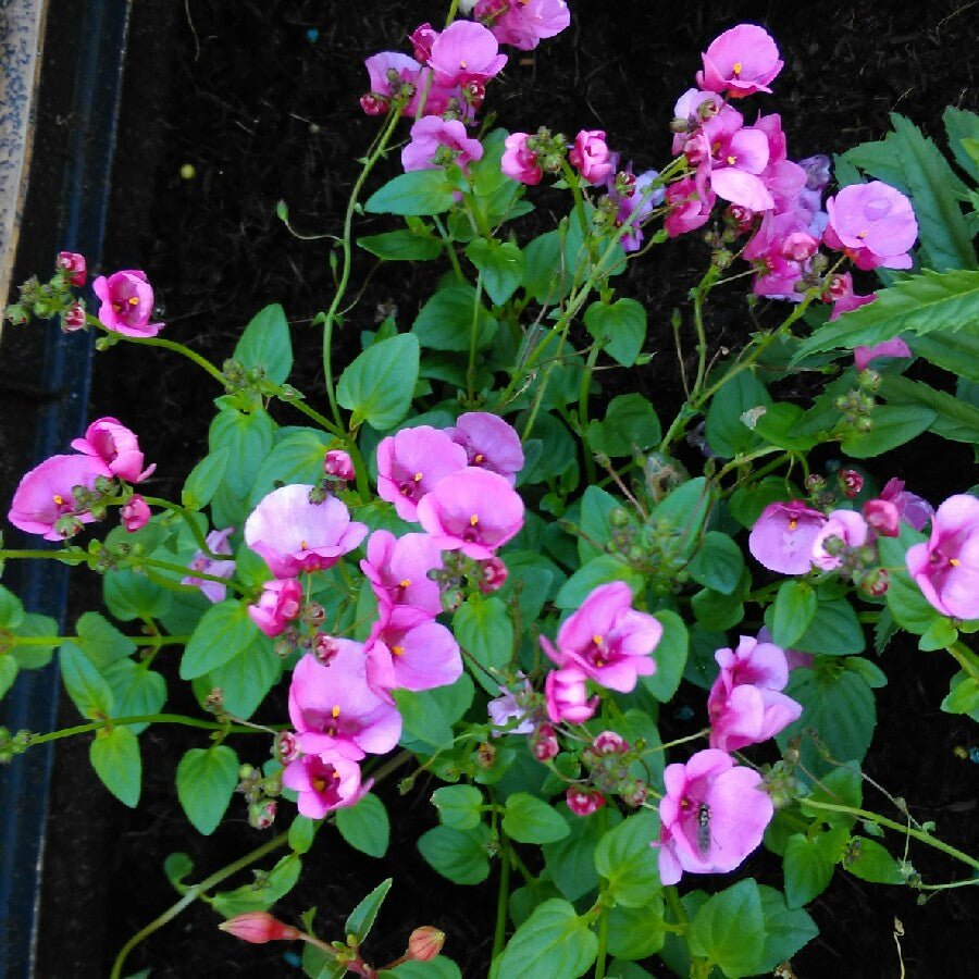 Twinspur Dancer (Diascia Little) - Ladybird Nursery