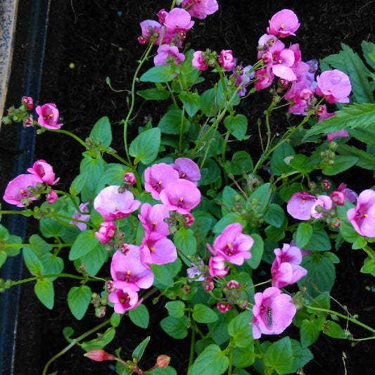Twinspur Dancer (Diascia Little)