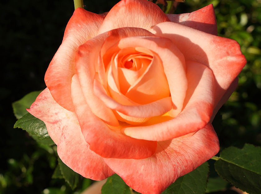 Rose Joyfulness (Rosa) - Ladybird Nursery