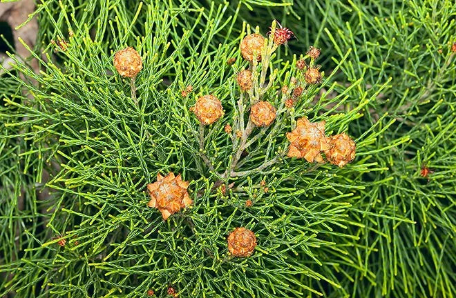 She-oak (Gymnostoma australianum)