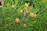 She-oak (Gymnostoma australianum)