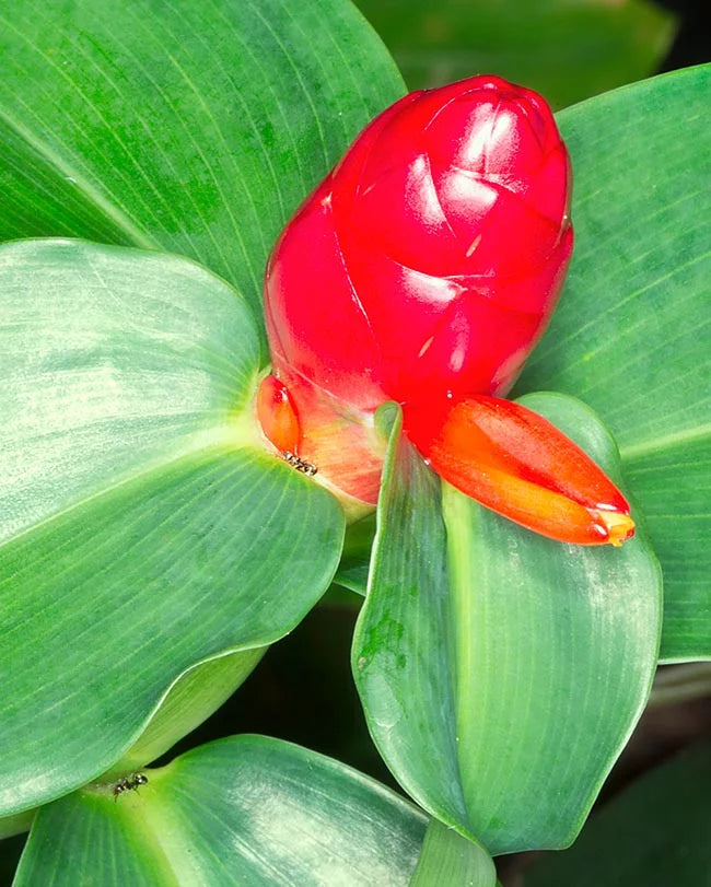 Red Button Ginger (Costus woodsonii)