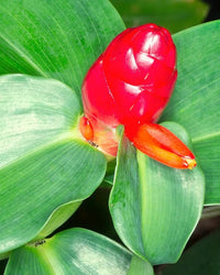 Red Button Ginger (Costus woodsonii) - Ladybird Nursery