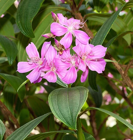 Tobouchina (Tibouchina granulosa)
