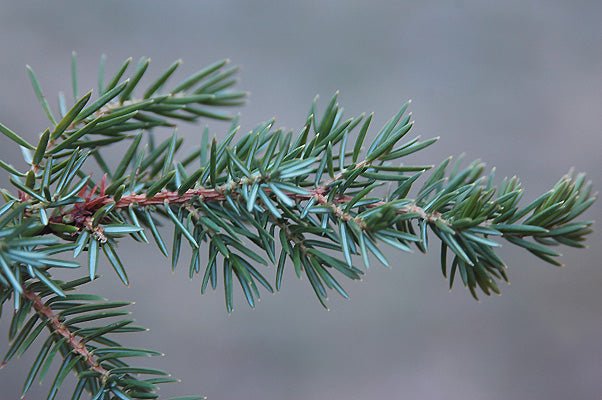 Shore Juniper (Juniperus conferta) - Ladybird Nursery