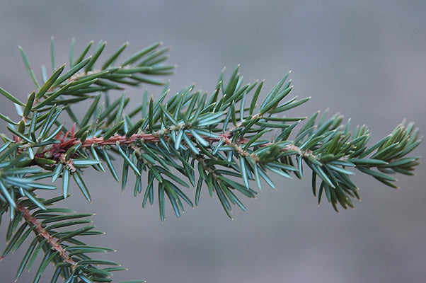 Shore Juniper (Juniperus conferta)