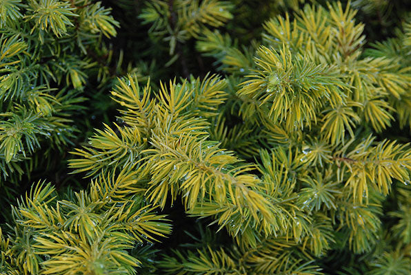 Shore Juniper All Gold (Juniperus conferta)