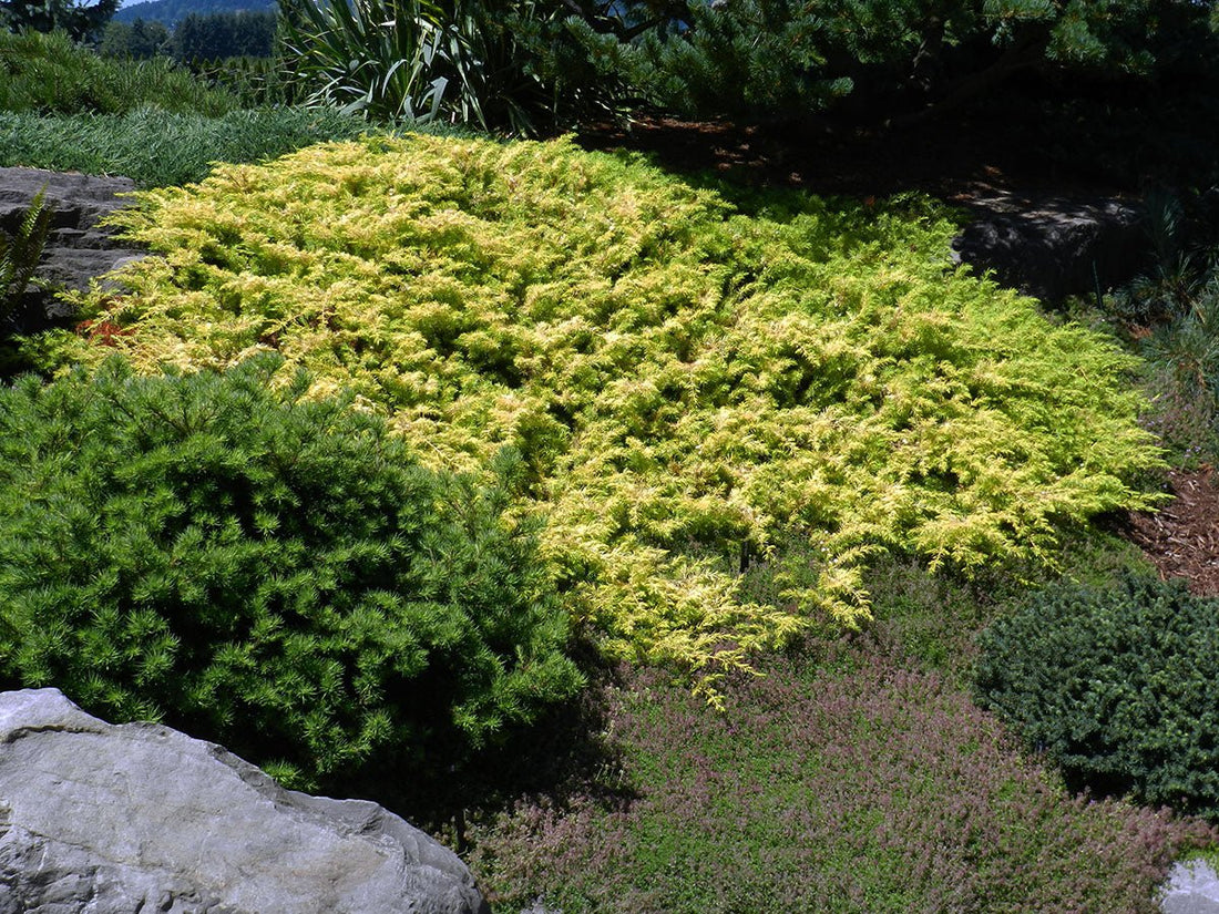 Chinese Juniper Gold Coast (Juniperus chinensis) - Ladybird Nursery