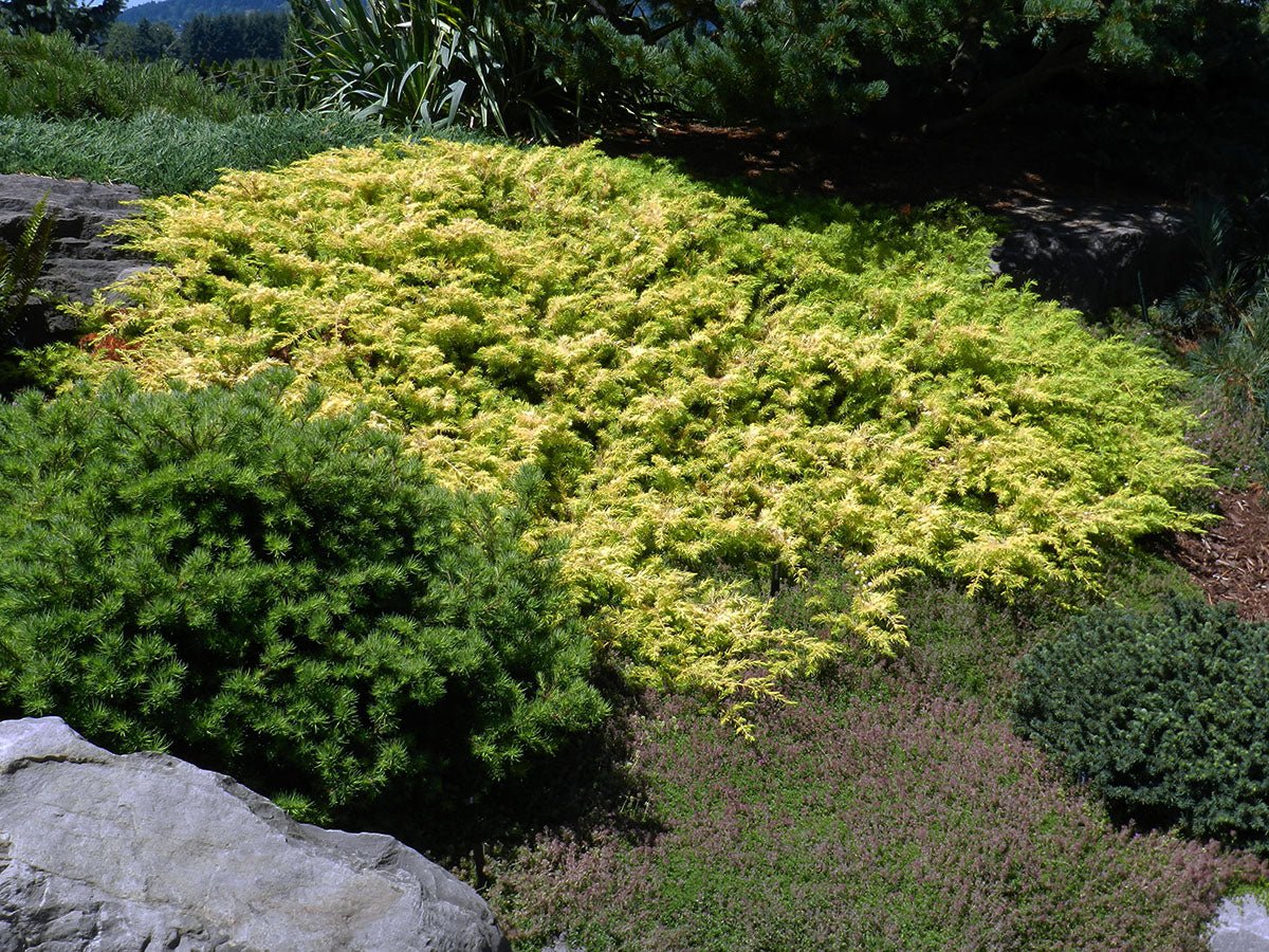 Chinese Juniper Gold Coast (Juniperus chinensis) - Ladybird Nursery