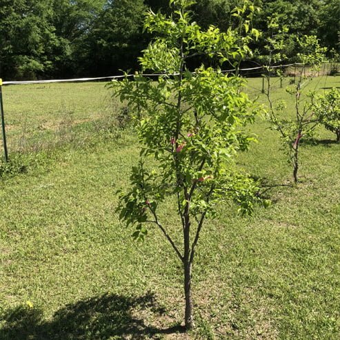 Jujube GA866 Large - Ladybird Nursery