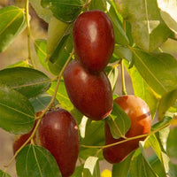Jujube GA866 Large - Ladybird Nursery