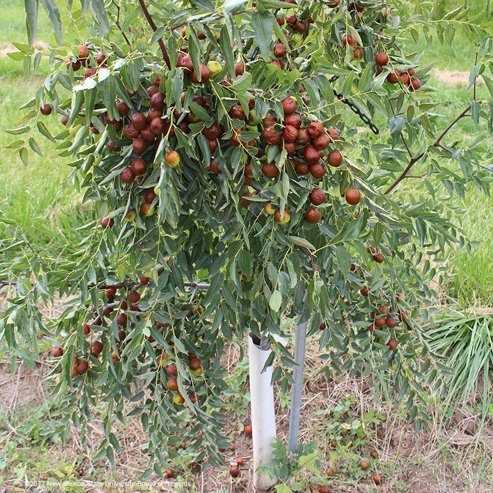 Jujube Honey Jar - Ladybird Nursery