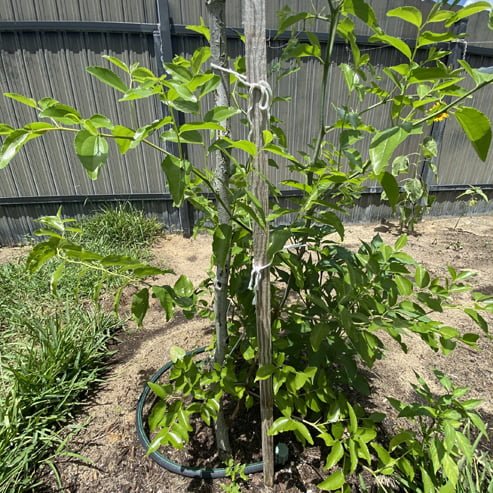 Jujube Hulu - Ladybird Nursery