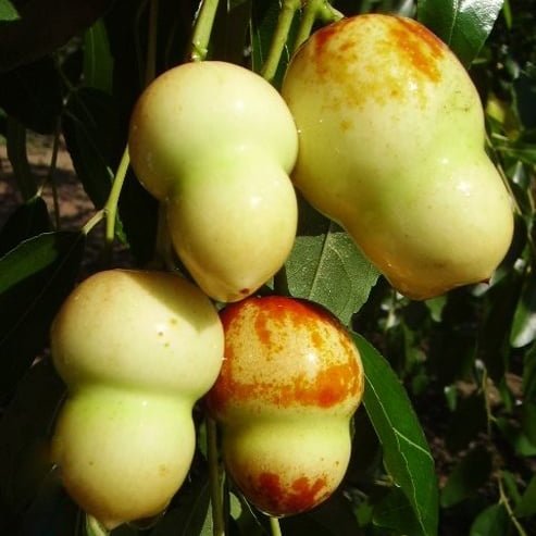 Jujube Hulu - Ladybird Nursery