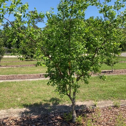 Jujube Lang - Ladybird Nursery