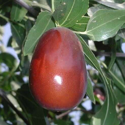 Jujube Lang - Ladybird Nursery