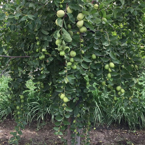 Jujube Porterville Large