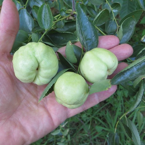 Jujube Porterville Large