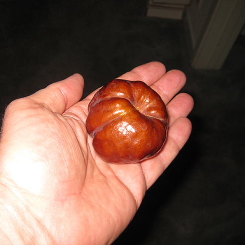 Jujube Porterville Large