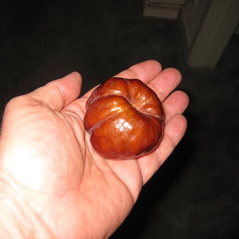 Jujube Porterville Large - Ladybird Nursery