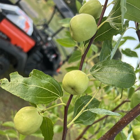 Jujube Porterville Large - Ladybird Nursery