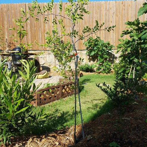 Jujube Redlands Large