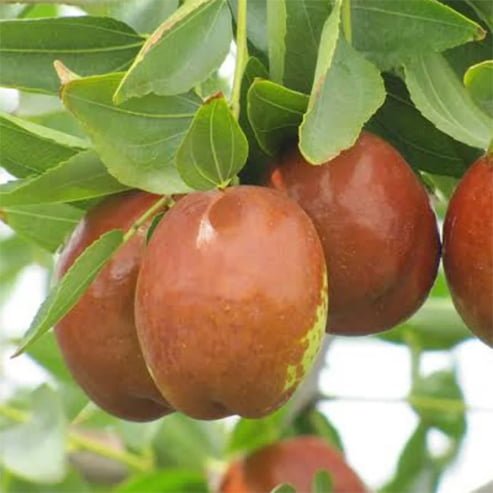 Jujube Redlands Large - Ladybird Nursery