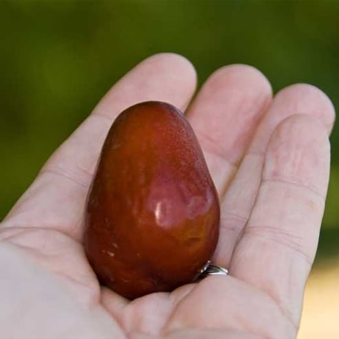 Jujube Redlands Large - Ladybird Nursery