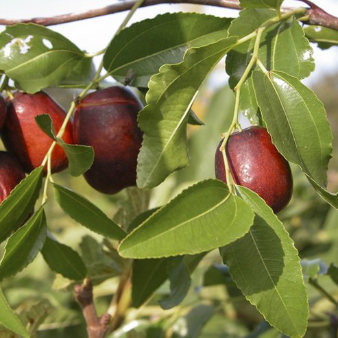 Jujube Redlands Large - Ladybird Nursery