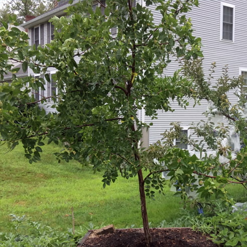 Jujube Silverhill Large