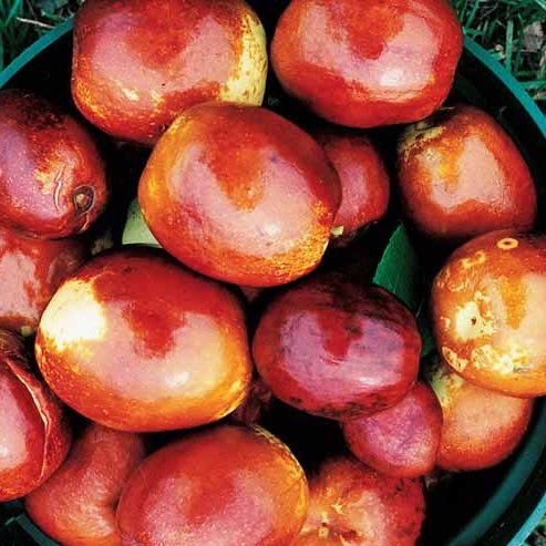 Silverhill Jujube Fruit Tree – Buy Now! – Ladybird Nursery