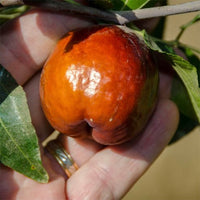 Jujube Silverhill Large - Ladybird Nursery