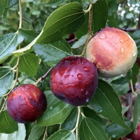 Jujube SiHong Large