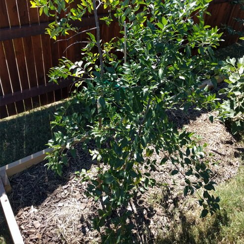 Sugar Cane Jujube Fruit Tree – Buy Now! – Ladybird Nursery