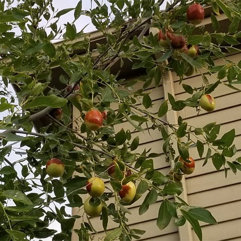 Jujube Sugar Cane - Ladybird Nursery