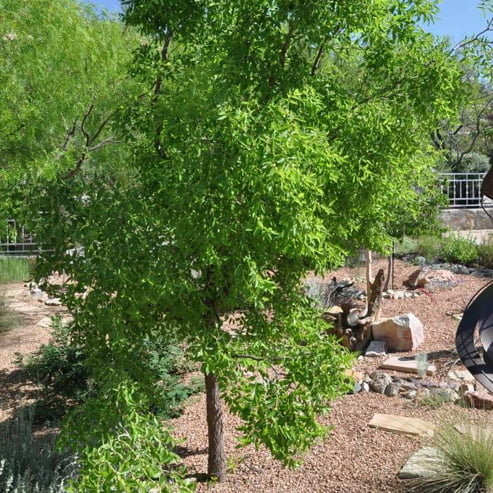 Jujube Tiger Tooth Early Large