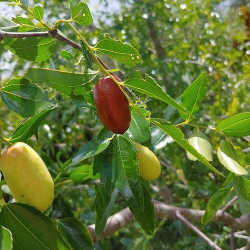 Jujube Tiger Tooth Early Large - Ladybird Nursery