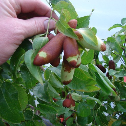 Jujube Tiger Tooth Early Large - Ladybird Nursery