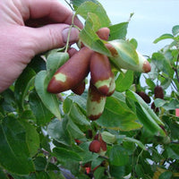 Jujube Tiger Tooth Early Large