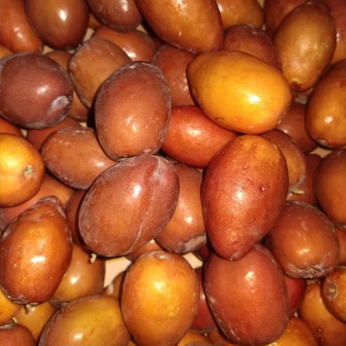 Jujube Tiger Tooth Early Large - Ladybird Nursery