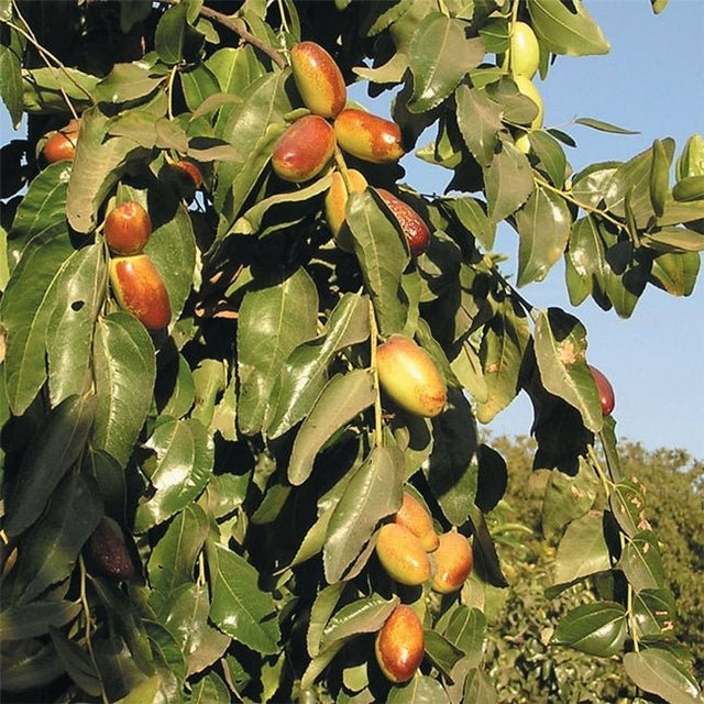 Jujube Sherwood Fruit Tree – Buy Now! – Ladybird Nursery