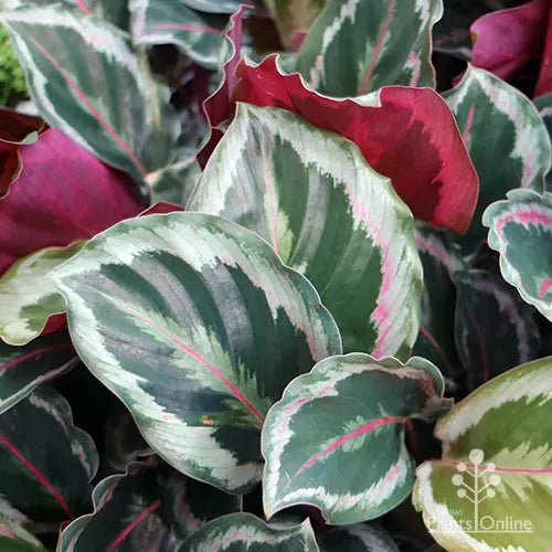 Prayer Plant (Calathea Julia) - Ladybird Nursery