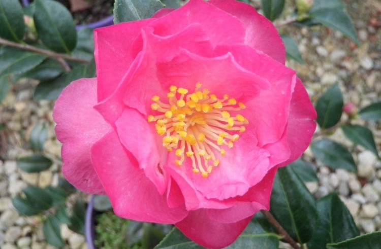 Sasanqua Camellia Julie Anne (Camellia Sasanqua)